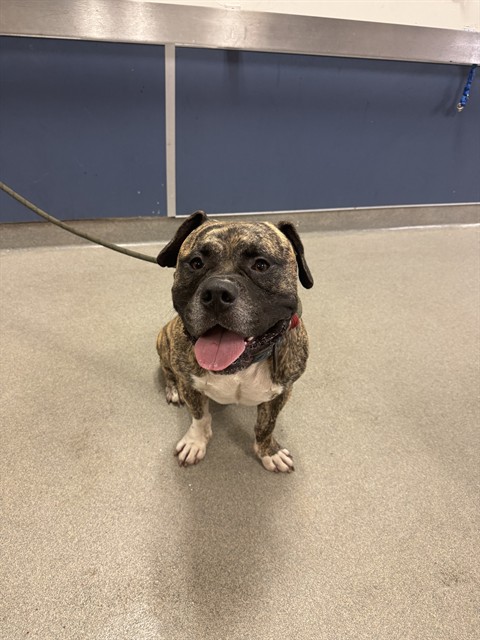 Shelter Stray Male Dog last seen Near BLOCK NE 9TH CT, 3599 NW 79th Ave, Doral, FL 33122, USA