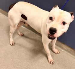 Shelter Stray Male Dog last seen Near BLOCK NE 136 ST, 3599 NW 79th Ave, Doral, FL 33122, USA