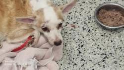 Shelter Stray Female Dog last seen Near BLOCK LODEWYCK ST, DETROIT MI 48224, 1431 E Ferry St, Detroit, MI 48211, USA