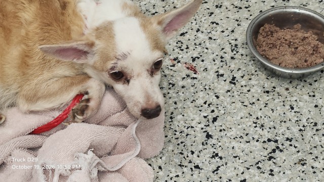Shelter Stray Female Dog last seen Near BLOCK LODEWYCK ST, DETROIT MI 48224, 1431 E Ferry St, Detroit, MI 48211, USA
