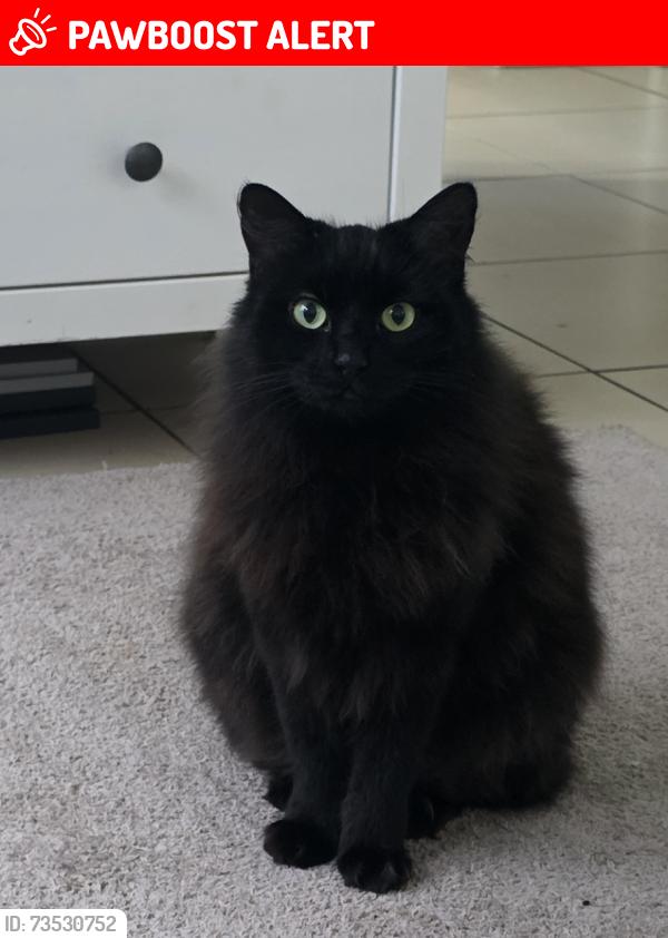 Lost Female Cat last seen Apollo Place, Springfield Lakes QLD, Springfield Lakes, QLD 4300