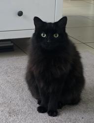 Lost Female Cat last seen Apollo Place, Springfield Lakes QLD, Springfield Lakes, QLD 4300