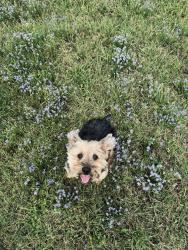 Lost Male Dog last seen Bar X neighborhood, Angleton, TX 77515