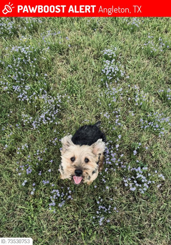 Lost Male Dog last seen Bar X neighborhood, Angleton, TX 77515