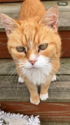 Lost Male Cat last seen Long Pond Rd, Rochester, NY 14606
