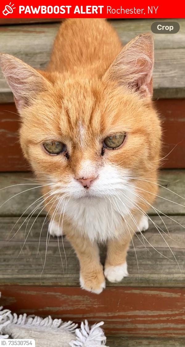 Lost Male Cat last seen Long Pond Rd, Rochester, NY 14606