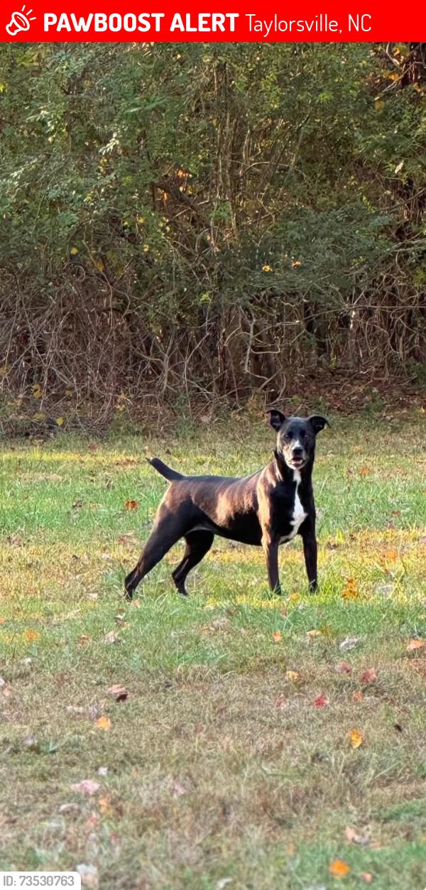 Lost Female Dog last seen Liledoun Rd and Jenkins Moose Rd, Taylorsville, NC 28681