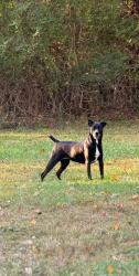 Lost Female Dog last seen Liledoun Rd and Jenkins Moose Rd, Taylorsville, NC 28681