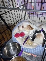 Lost Male Dog last seen College Ave, Campstool Road, Cheyenne, WY 82007