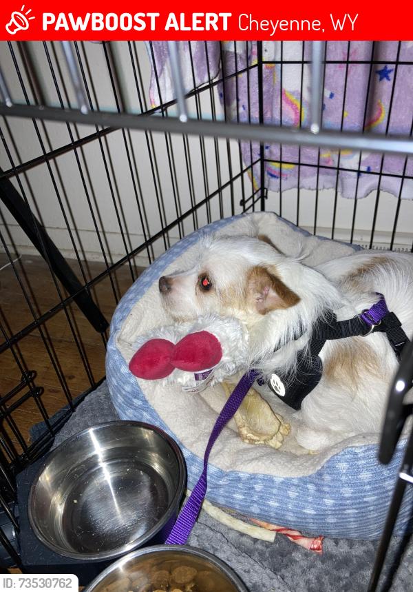 Lost Male Dog last seen College Ave, Campstool Road, Cheyenne, WY 82007