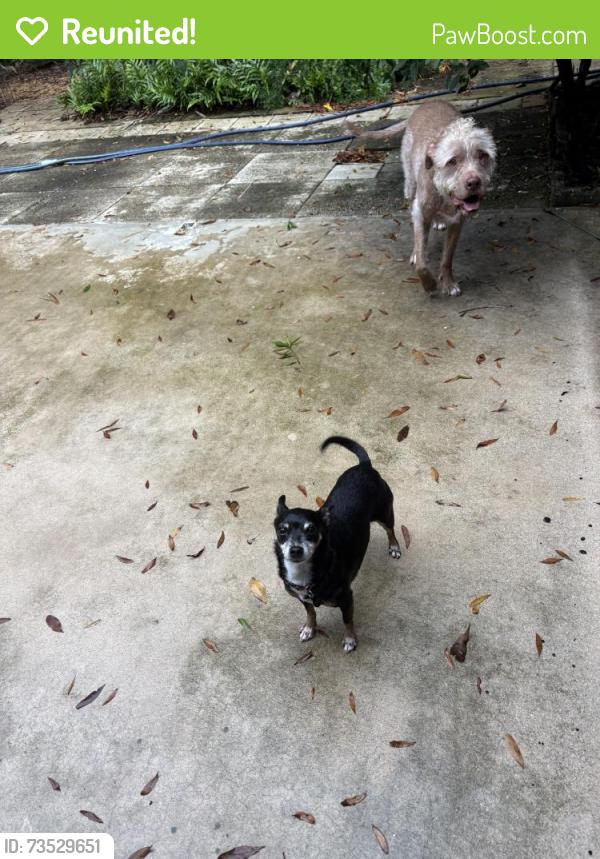 Reunited Male Dog last seen Murphy road, Palm City, FL 34990