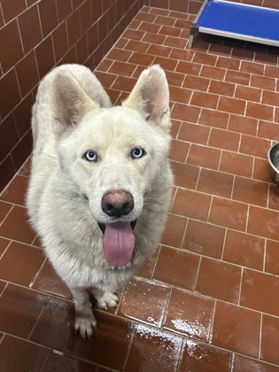 Shelter Stray Male Dog last seen Near blk Frisco-FH, FOREST HILL, TX, 3961 Bluebell Dr, Everman, TX 76140, USA