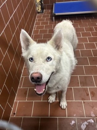 Shelter Stray Male Dog last seen Near blk Frisco-FH, FOREST HILL, TX, 3961 Bluebell Dr, Everman, TX 76140, USA