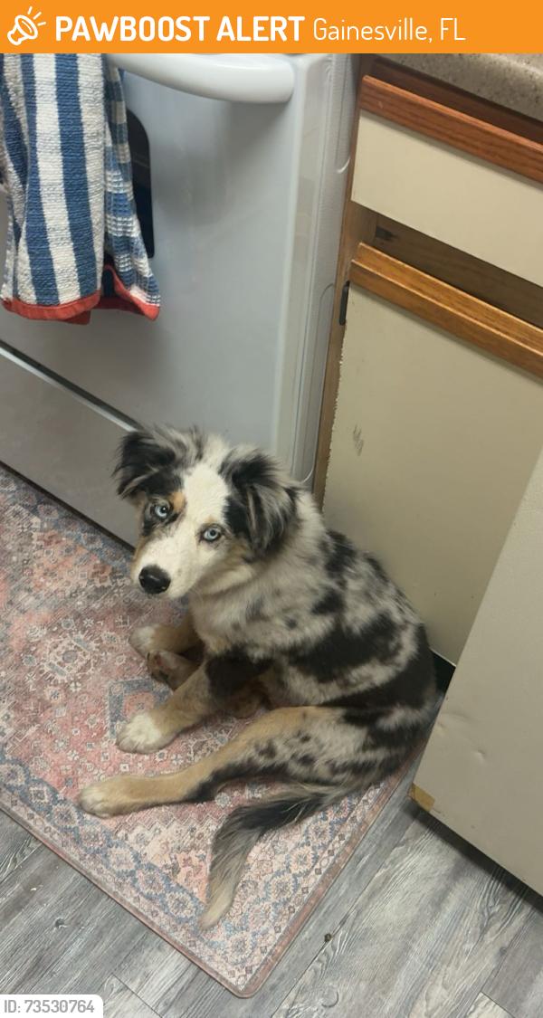 Found/Stray Male Dog last seen Near Apt I01, Gainesville, FL 32608