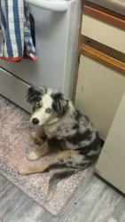 Found/Stray Male Dog last seen Near Apt I01, Gainesville, FL 32608