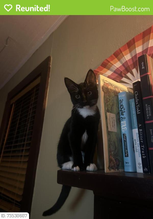 Reunited Male Cat last seen A St. close to cervantes, Pensacola, FL 32501