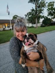 Reunited Female Dog last seen GT bray, Bradenton, FL 34209