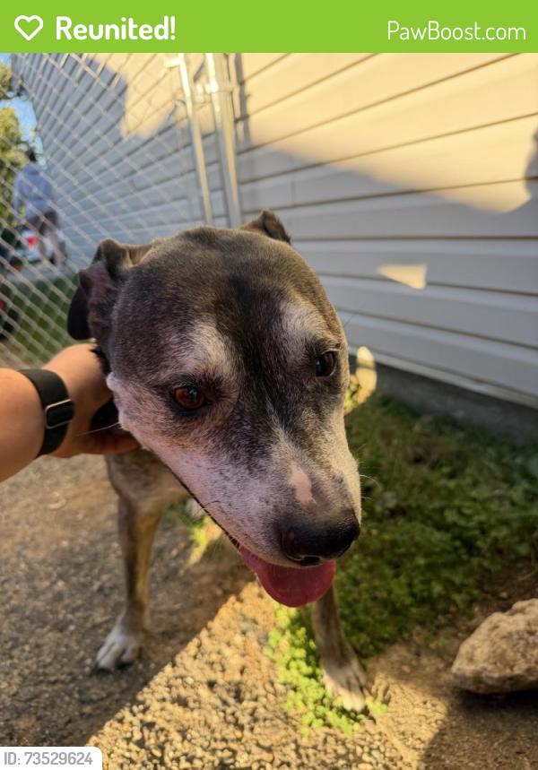 Reunited Female Dog last seen Bingham Ave, Kettering, OH 45420, USA, Kettering, OH 45420