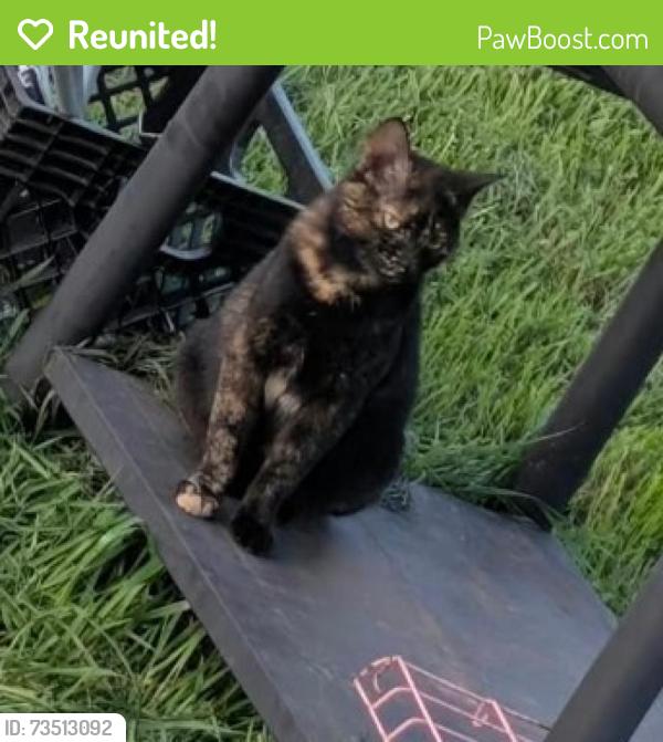 Reunited Female Cat last seen Mountain road, Kingston, NY 12401