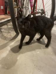 Found/Stray Unknown Cat last seen Near Butterworth St SW, Grand Rapids, MI, Grand Rapids, MI 49534