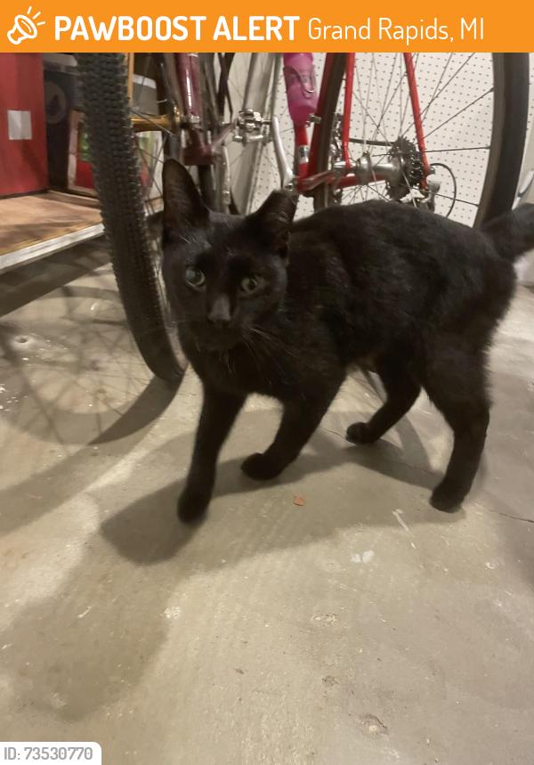 Found/Stray Unknown Cat last seen Near Butterworth St SW, Grand Rapids, MI, Grand Rapids, MI 49534