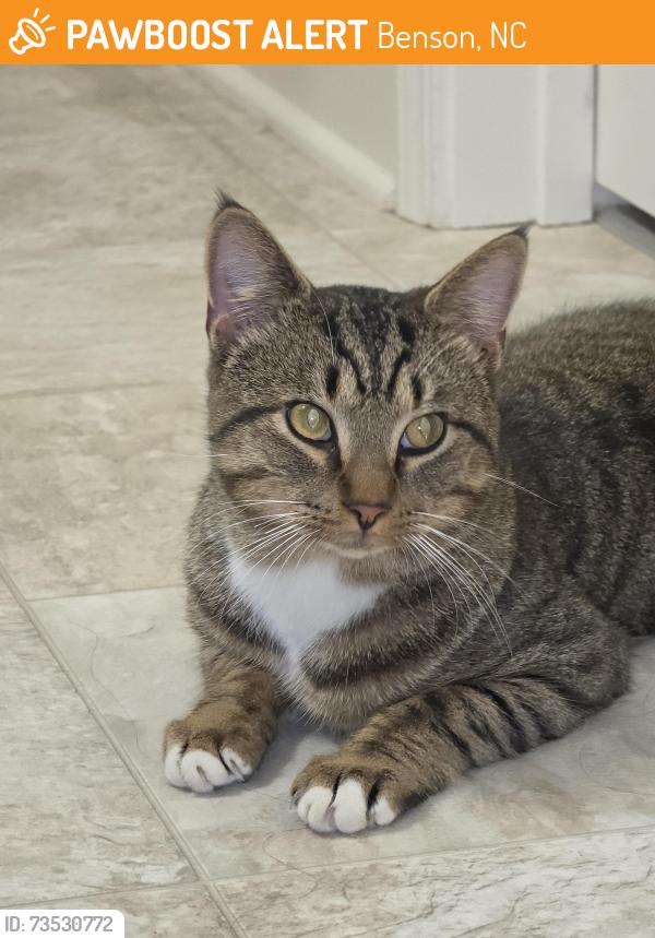 Found/Stray Male Cat last seen Pleasant Hill Neighborhood, Cider Ct, Benson, NC 27504