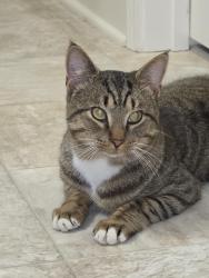 Found/Stray Male Cat last seen Pleasant Hill Neighborhood, Cider Ct, Benson, NC 27504