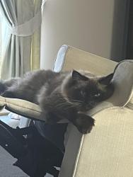 Reunited Male Cat last seen Golden way Hillside, Hillside, VIC 3037