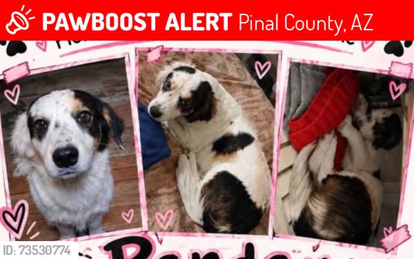 Lost Male Dog last seen Randolph rd and overfield rd, Pinal County, AZ 85194