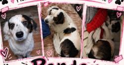 Lost Male Dog last seen Randolph rd and overfield rd, Pinal County, AZ 85194
