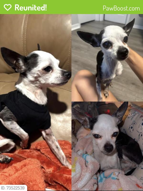 Reunited Male Dog last seen Oneida street, Inverness, FL 34452
