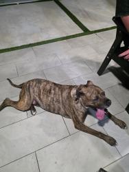 Reunited Male Dog last seen 152nd Street, Richmond West, FL 33177