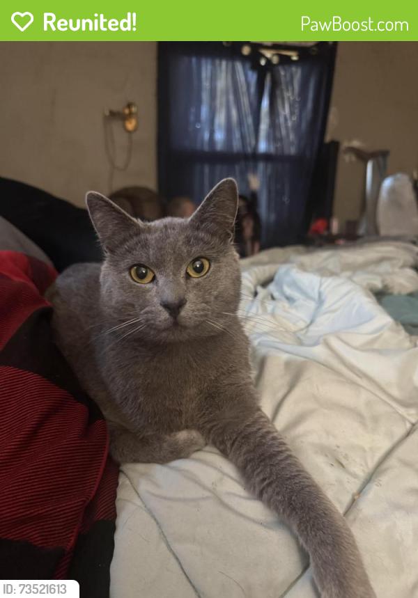 Reunited Male Cat last seen Simmons/Dobbs, Nashville, TN 37211