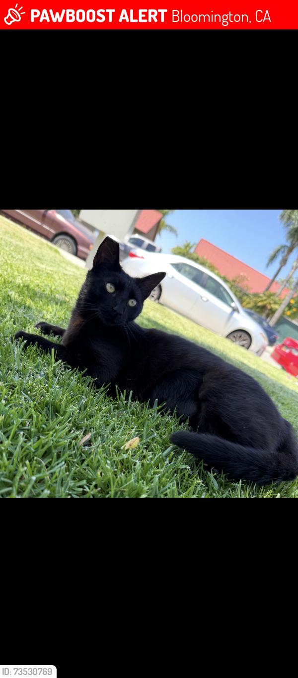 Lost Female Cat last seen San Bernardino ave, Bloomington, CA 92316