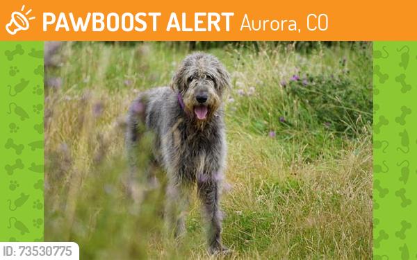 Found/Stray Male Dog last seen Aurora Central High School, Aurora, CO 80010