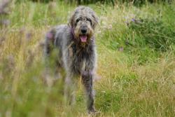 Found/Stray Male Dog last seen Aurora Central High School, Aurora, CO 80010