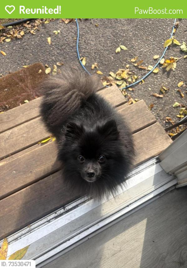 Reunited Male Dog last seen Heard Avenue N, Champlin, MN 55316