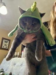 Lost Male Cat last seen college Ave, Westerville, OH 43081