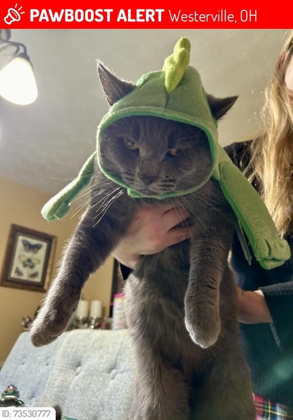 Lost Male Cat last seen college Ave, Westerville, OH 43081