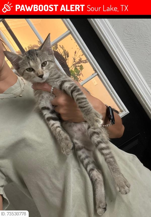 Lost Female Cat last seen Unknown, Sour Lake, TX 77659