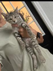 Lost Female Cat last seen Unknown, Sour Lake, TX 77659