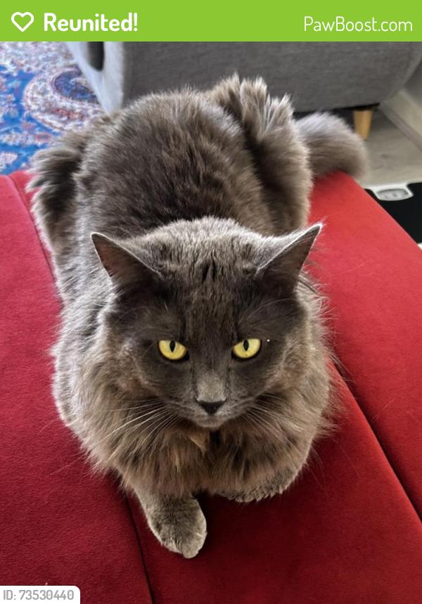 Reunited Male Cat last seen Wilma Court, Truganina, VIC 3029