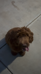 Lost Female Dog last seen Oak hill, Canton, GA 30114