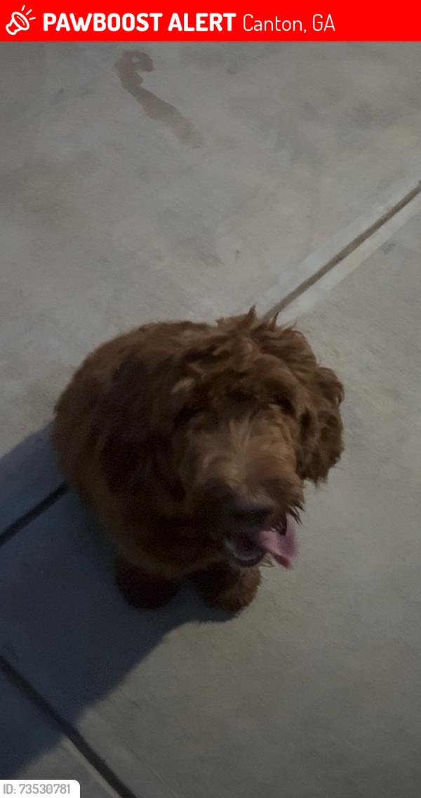 Lost Female Dog last seen Oak hill, Canton, GA 30114