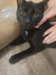 Found/Stray Male Cat last seen Rosehill Rd / McArthur Rd, Fayetteville, NC 28311