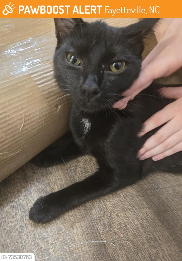 Found/Stray Male Cat last seen Rosehill Rd / McArthur Rd, Fayetteville, NC 28311
