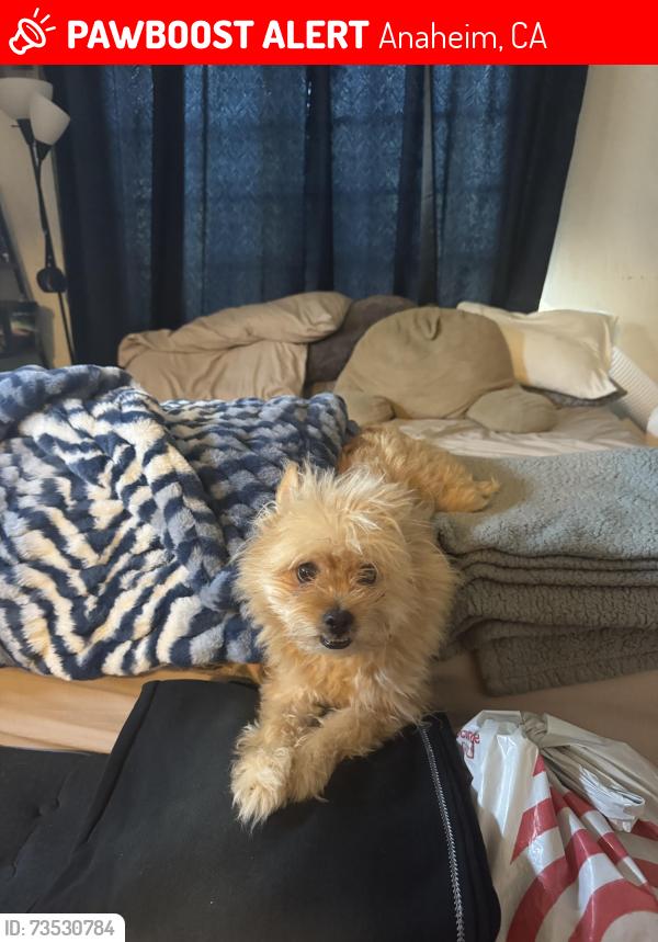 Lost Male Dog last seen Conifer and Willow, Anaheim, CA 92805