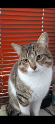 Lost Male Cat last seen Lockoford Inn, Tapton, England S41 0SX
