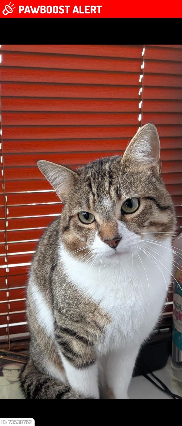 Lost Male Cat last seen Lockoford Inn, Tapton, England S41 0SX