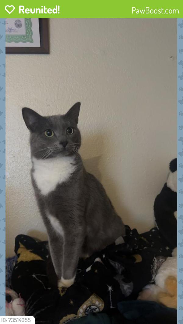 Reunited Female Cat last seen Colorado/Amity, Nampa, ID 83686